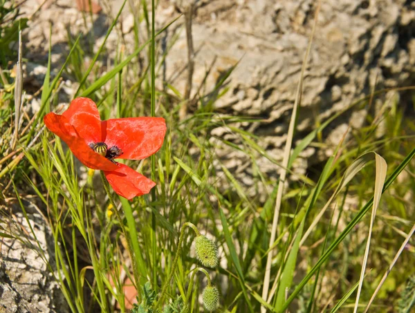 Red poppy — Stock Photo, Image