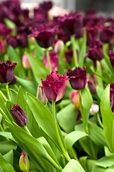 Dark tulips — Stock Photo, Image