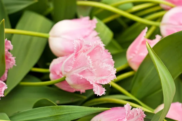 Anbud rosa tulpaner — Stockfoto