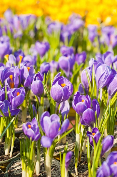 Prachtige lente Krokussen — Stockfoto