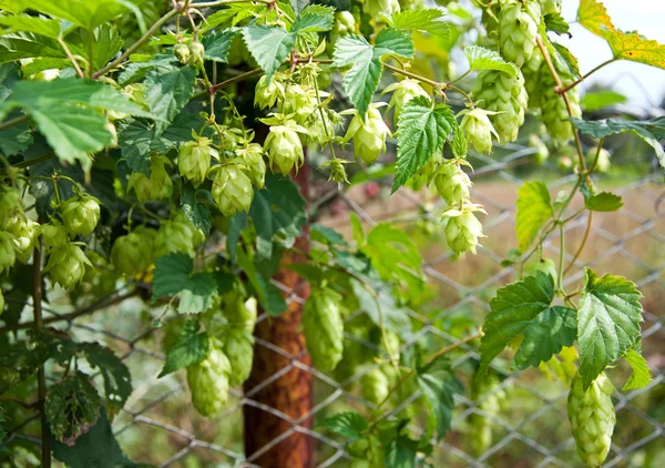 Hop on the fence — Stock Photo, Image