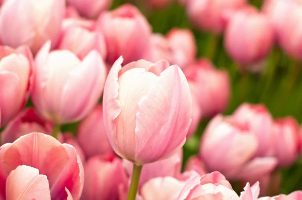 Mooie roze tulpen — Stockfoto