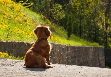 Köpek sahibini bekliyor