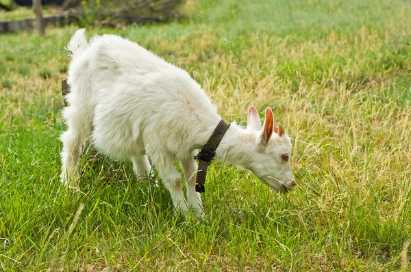 La chèvre mangeant de l'herbe — Photo
