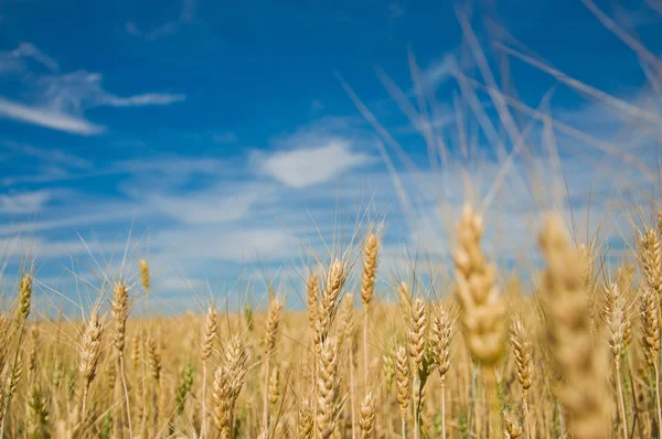 Ripe wheat — Stock Photo, Image