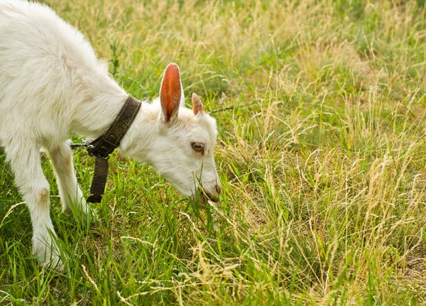 De geit eten van gras — Stockfoto