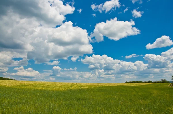 Zelená pole a krásná obloha — Stock fotografie