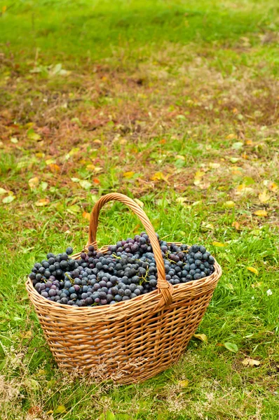 Uvas de vinificación — Foto de Stock