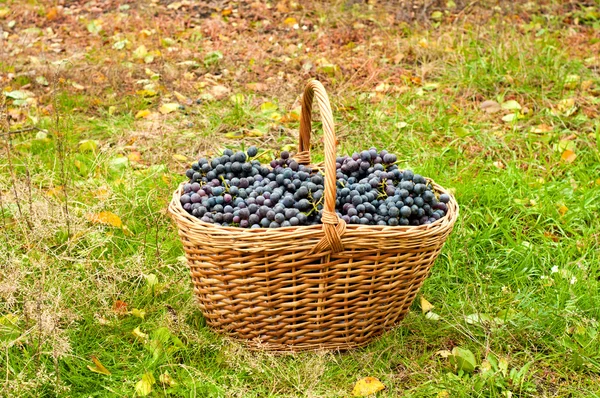 Uvas de vinho — Fotografia de Stock