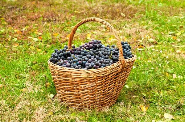 Wino z winogron w koszyku — Zdjęcie stockowe