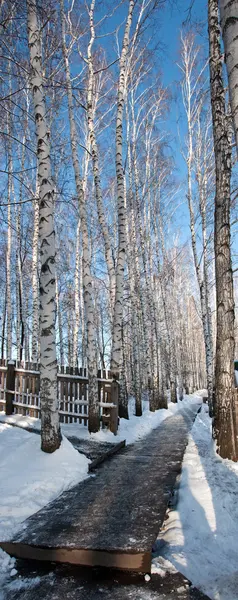 Björk grove i vinter — Stockfoto