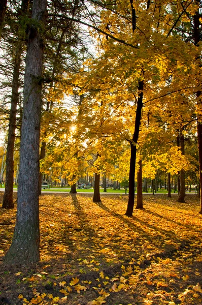 Осінь в парку — стокове фото