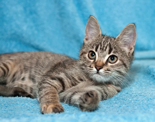 Tabby yavru kedi portresi — Stok fotoğraf