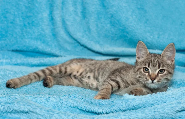 Das kleine Kätzchen — Stockfoto