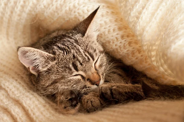 Sleeping small kitten — Stock Photo, Image