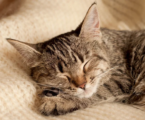 Yavru kedi portre — Stok fotoğraf