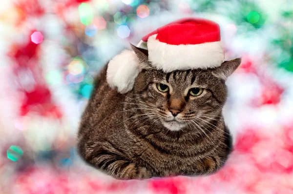 Christmas santa katt — Stockfoto