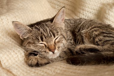 tabby yavru kedi