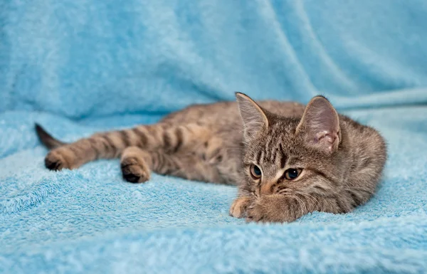 Il gattino tabby — Foto Stock