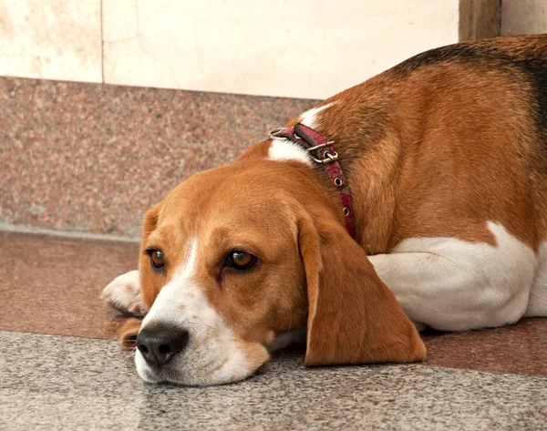 The Beagle dog — Stock Photo, Image