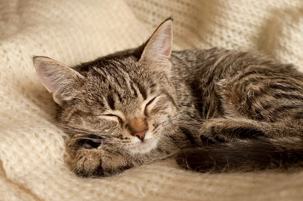 The Tabby kitten — Stock Photo, Image