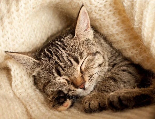 The Cute kitten — Stock Photo, Image