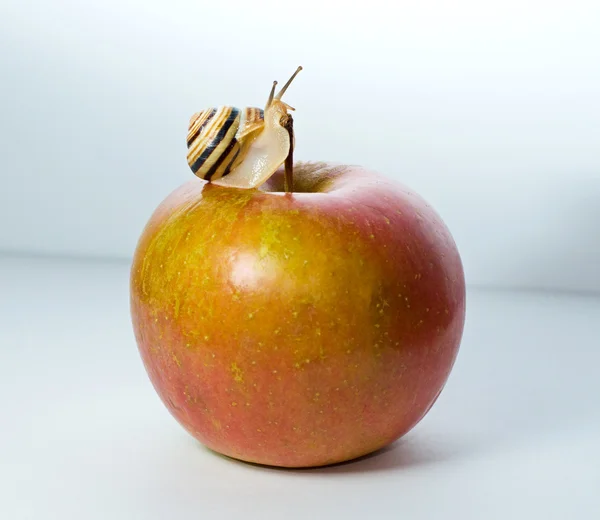 Piccola chiocciola su una mela rossa — Foto Stock