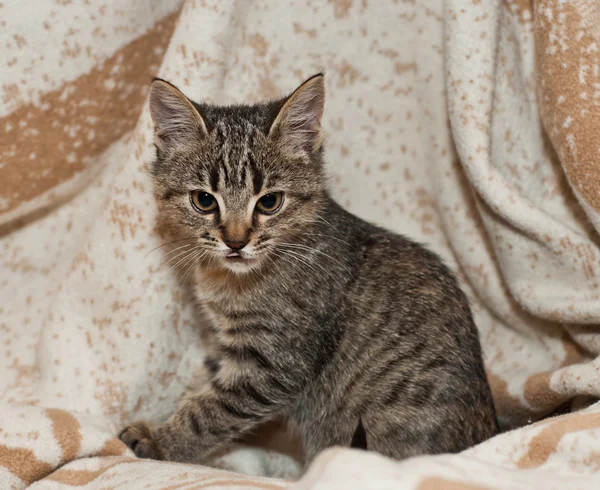 Komik tabby yavru kedi — Stok fotoğraf