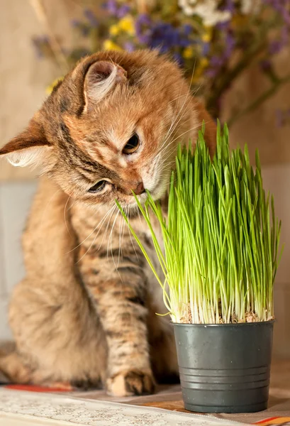 Kat eet groen gras — Stockfoto