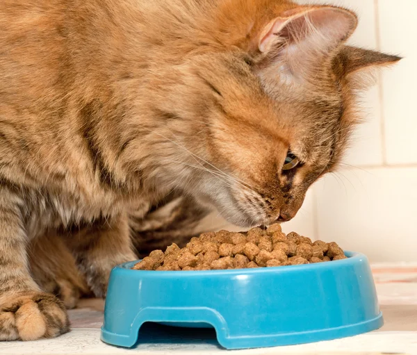 Кот ест сухую пищу — стоковое фото