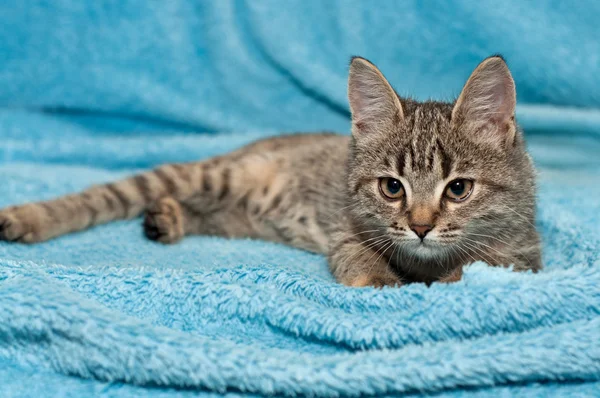 Zabawny zaprawa murarska kotek — Zdjęcie stockowe