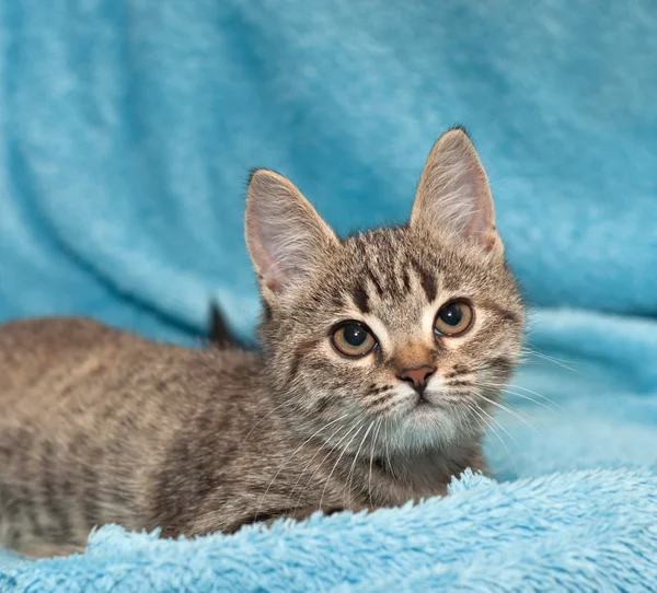 Tabby Kitten Porträt — Stockfoto