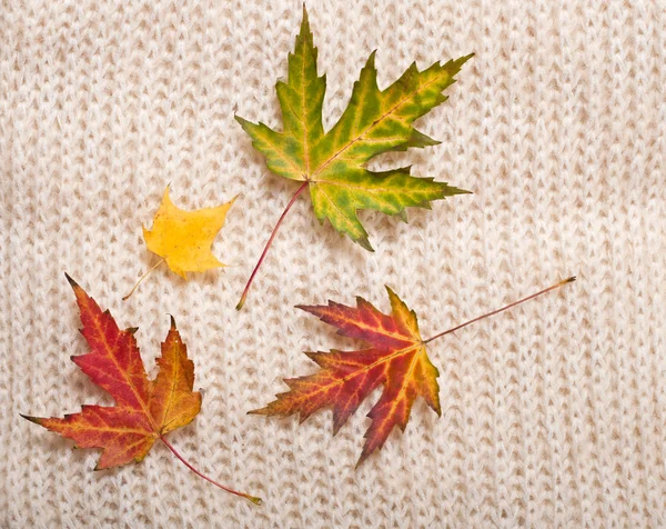 Autumn leaves background — Stock Photo, Image