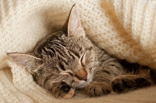 Tabby yavru kedi uyku