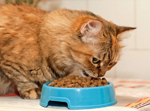 Cat eats dry food — Stock Photo, Image