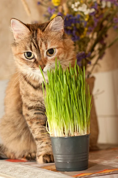 Кот сидит рядом с зеленой травой — стоковое фото
