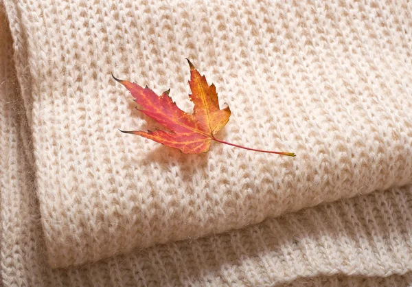 Feuille d'automne sur laine — Photo