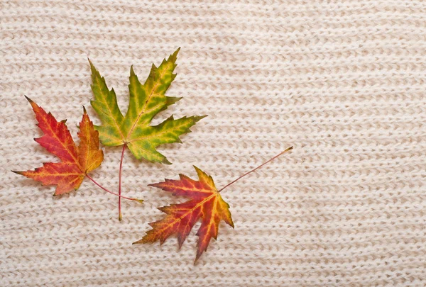 Autumn leaves background — Stock Photo, Image