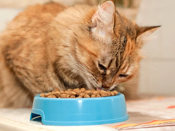 Kočka jí suché jídlo — Stock fotografie
