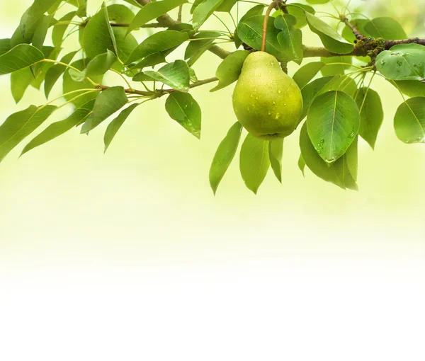 Pera fondo frutta — Foto Stock