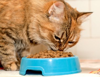 Kedi kuru kedi gıda yiyor