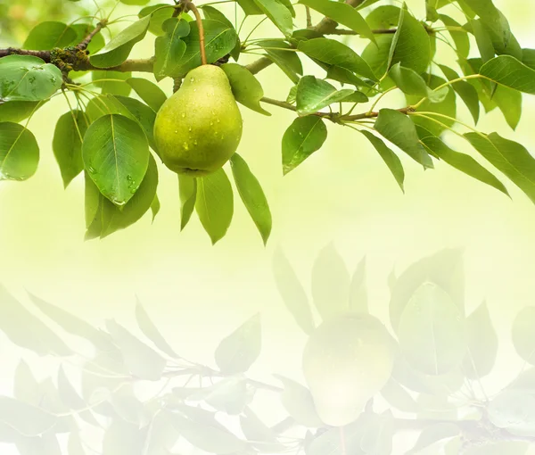 Pera fondo frutta — Foto Stock