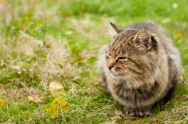 Eine gestromte Katze — Stockfoto