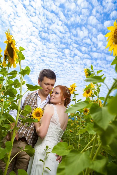 Joyeux couple embrassant sur le fond du champ de tournesols . — Photo