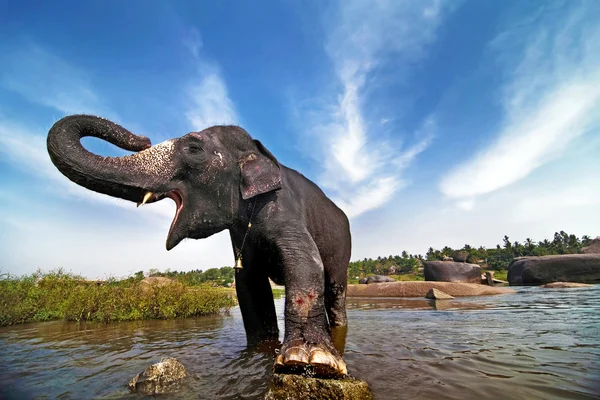 Elefante indio — Foto de Stock