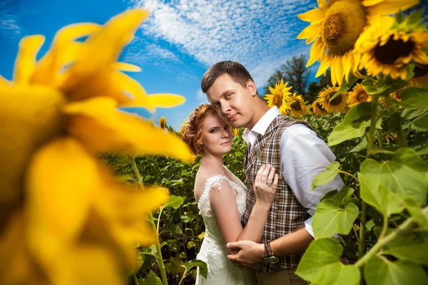 Feliz casal abraçando no fundo do campo de girassóis . — Fotografia de Stock