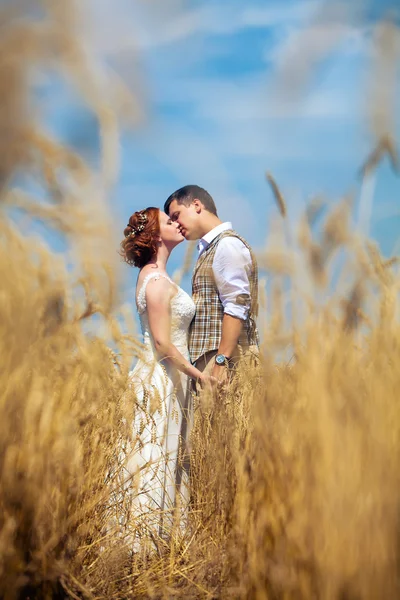 Feliz beijo casal no campo de trigo fundo . — Fotografia de Stock