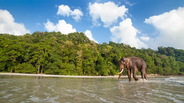 在热带海滩背景上行走的大象. — 图库照片