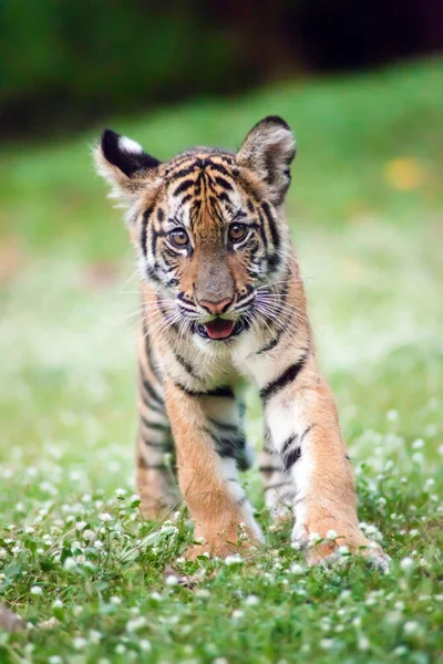 Tigerbaby läuft über eine Wiese. — Stockfoto