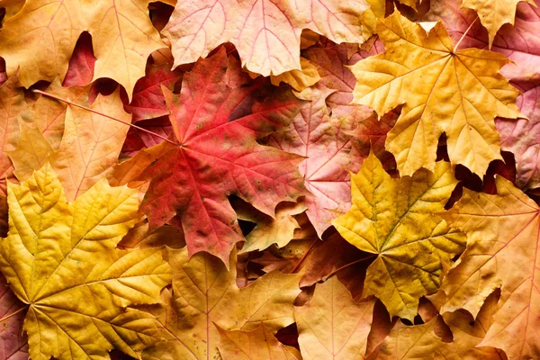 Fiocco rosso su bianco — Foto Stock